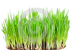 Sprouts of a young green grass