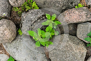 Sprouts of young greenery make their way through heavy cobblestones