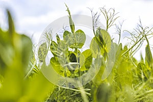 Sprouts of young pea plants grow in rows in a field in the rays of the sun. Stylized shot of green pea shoot sprouts also known