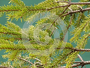 Spruce along the Sylvensteinsee