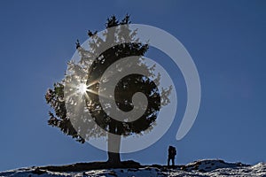 Spruce in the backlight