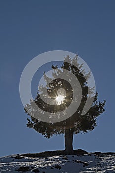 Spruce in the backlight