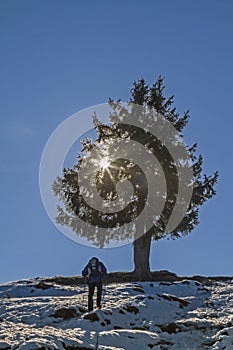Spruce in the backlight