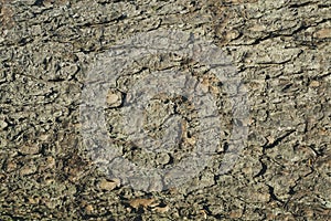 Spruce bark texture