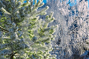 Spruce and birch trees coverd with frost in winter forest, close-up. Snow lies on the branches of trees and glistens in the sun