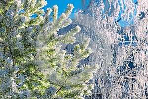 Spruce and birch trees covered with frost in winter forest, close-up. Snow lies on the branches of trees and glistens in the sun