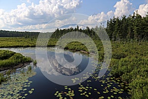 The Spruce Bog