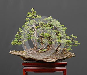 Spruce bonsai forest on rock