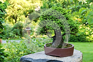 Spruce bonsai