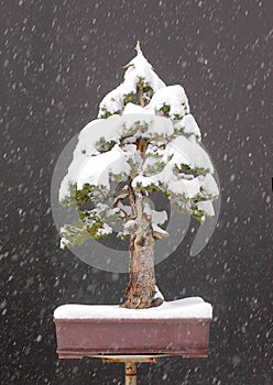 Spruce bonsai with snow
