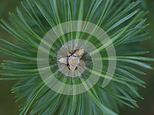 Spruce.Bough of a tree