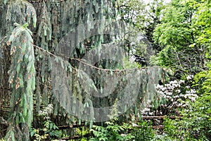 Spruce Boughs in Forest