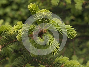 Spruce boughs