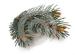Spruce branch