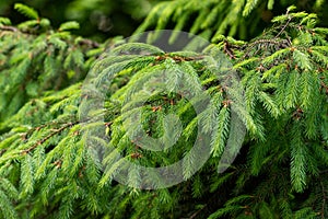 Spruce branch. Beautiful branch of spruce with needles. Christmas tree in nature. Green spruce. Spruce close up