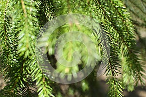 Spruce branch. Beautiful branch of spruce with needles. Christmas tree in nature. Green spruce. Spruce close up.