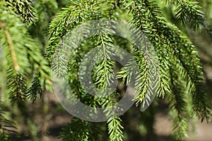 Spruce branch. Beautiful branch of spruce with needles. Christmas tree in nature. Green spruce. Spruce close up.