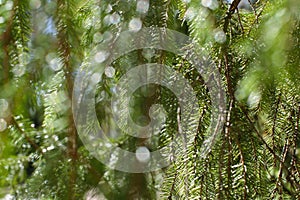 Spruce branch. Beautiful branch of spruce with needles. Christmas tree in nature. Green spruce. Spruce close up.