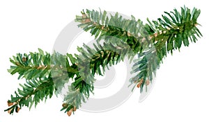 Spruce branch. Christmas tree. Conifer trees. Isolated on white. Abstract hand-drawn watercolor element.