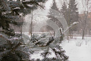 spruce branch city park winter snow