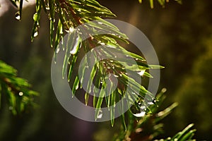 Spruce branch close-up with dew drop in defocus, macro, bokeh