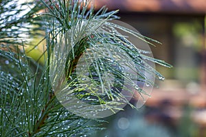 Spruce branch with dew drops, blurred background