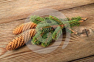 Spruce branch with cone