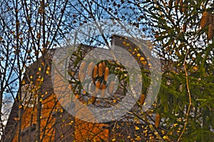 Spruce branch with cones on the background of a country house