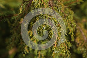 Spruce branch with cones close-up