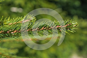 Spruce branch with cones close-up