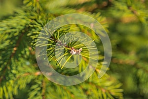 Spruce branch with cones close-up