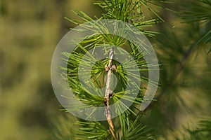 Spruce branch with cones close-up