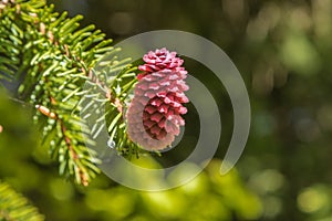 Spruce branch with cones close-up