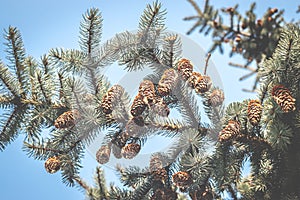 A spruce branch with cones growing on it. look up, cold vintage toning