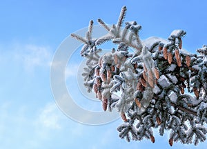Spruce branch with cones and snow on the sky background