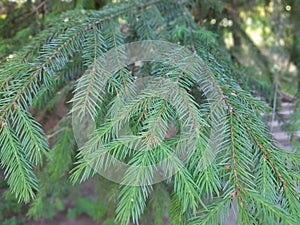 Spruce branch covered