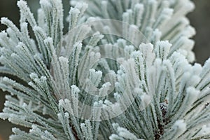 Spruce branch covered with frost