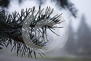 Spruce branch covered with raindrops