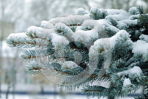Spruce branch covered with snow