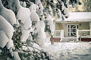 Spruce branch covered with snow in front of countryside house in january