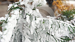 A spruce branch covered with snow, selective focus, 4K