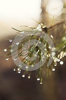 Spruce branch with dew raindrops