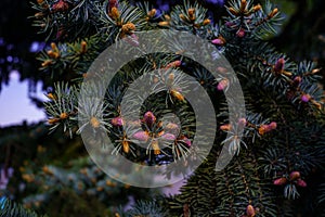 Spruce branch with the formation of new twigs and pink small young cones in spring in the forest