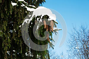A spruce branch with green needles with cones covered with snow in winter against a blue sky. Christmas composition snow-covered