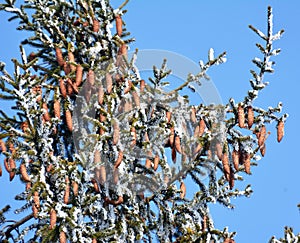 On the spruce branch hang cones