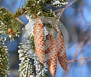 On the spruce branch hang cones