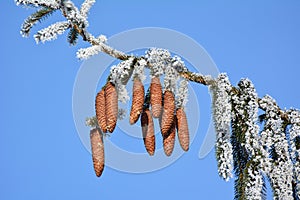 On the spruce branch hanging cones