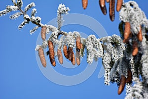 On the spruce branch hanging cones