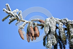 On the spruce branch hanging cones