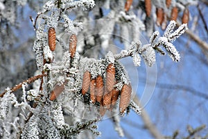 On the spruce branch hanging cones